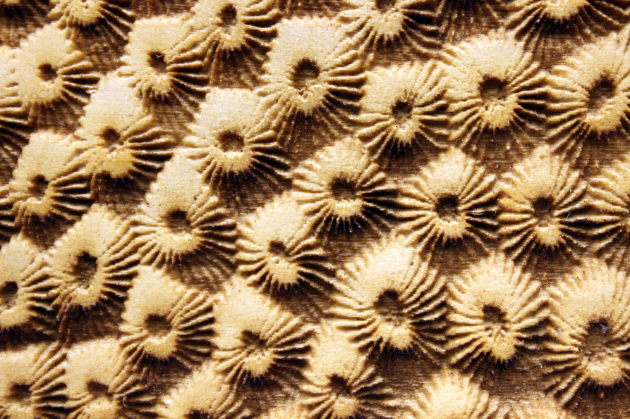 Coral stipple texture detail