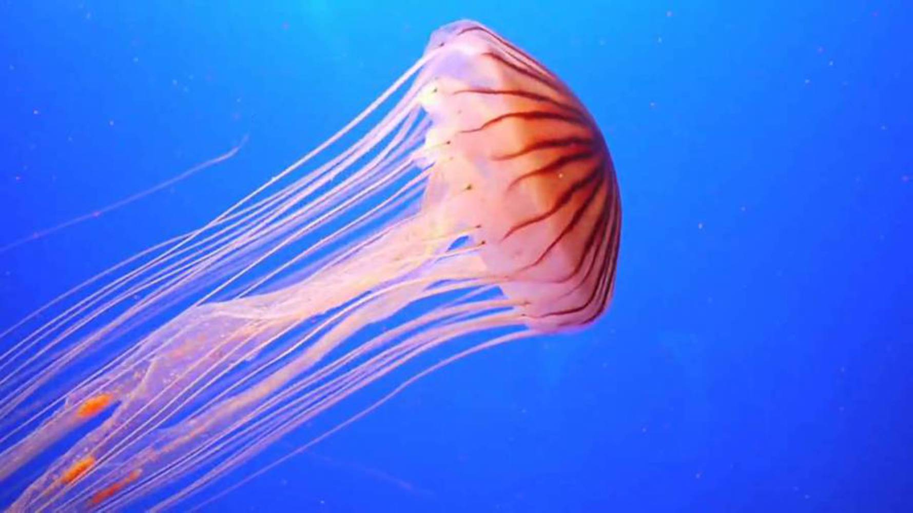 Jellyfishaniaml.thumb