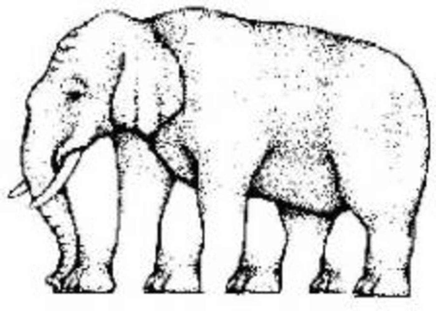 Elephant with more than four feet.thumb